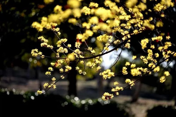 山茱萸黄花.jpg
